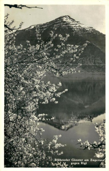 Zugersee, Blühender Gingster Vorderseite