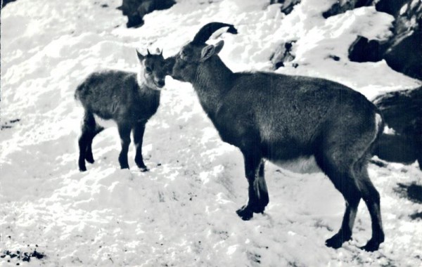 Steinwild - Bouquetin-Ibex Vorderseite