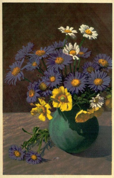 Kriechende Bergnelke Vorderseite