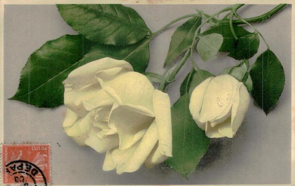 weisse Rosen Vorderseite