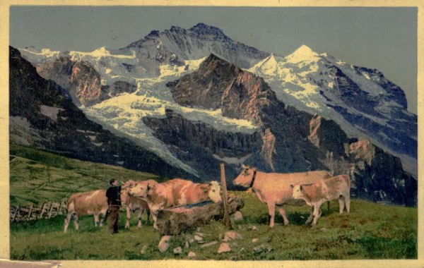 Kuhherde auf der Alp Vorderseite