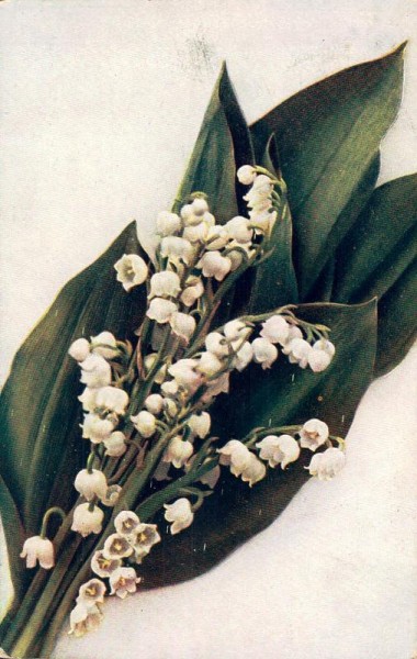 Maiglöckchen, Convallaria majalis, Marienglöckchen, Maieriesli, 1914 Vorderseite