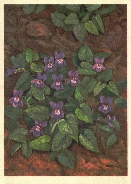 Waldveilchen Vorderseite