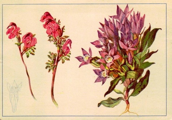 Läusekraut, Büschelenzian Vorderseite