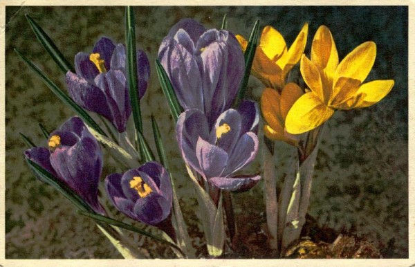 Frühlingskrokus Vorderseite