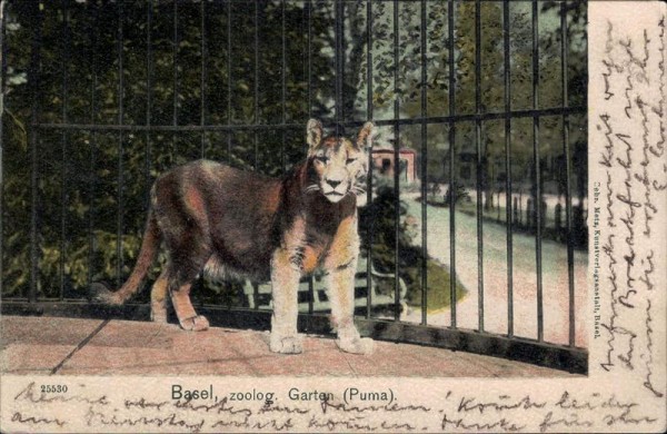 Basel, zoolog. Garten, Puma Vorderseite