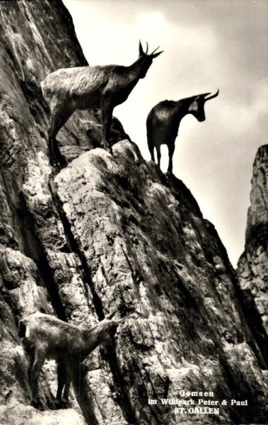 Gemsen im Wildpark Peter und Paul. St.Gallen Vorderseite