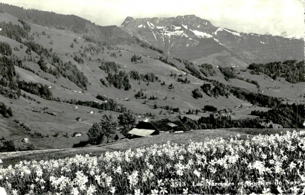 Les Narcisses et Rochers de Naye Vorderseite