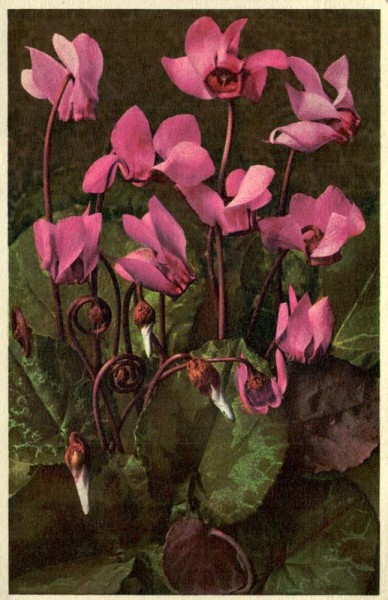 Alpenveilchen-Erdscheibe Vorderseite