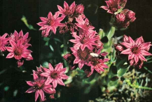 Hauslauch Vorderseite