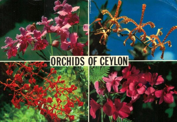 Orchids of Ceylon Vorderseite