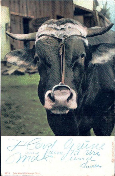 Stier Vorderseite