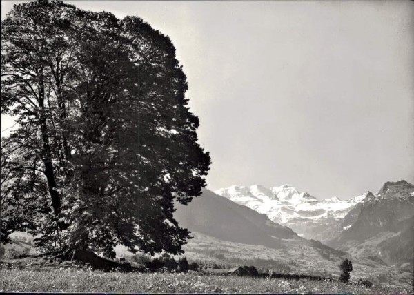 Die grosse Linde vopn Aeschi Vorderseite