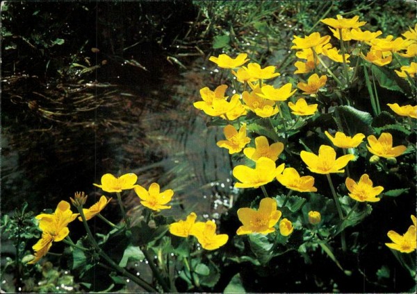 Sumpfdotterblume Vorderseite