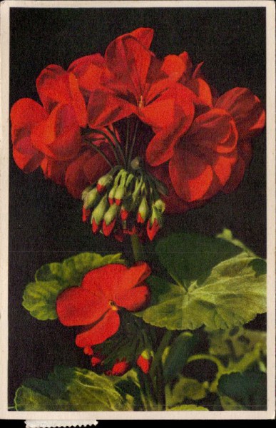 Geranium