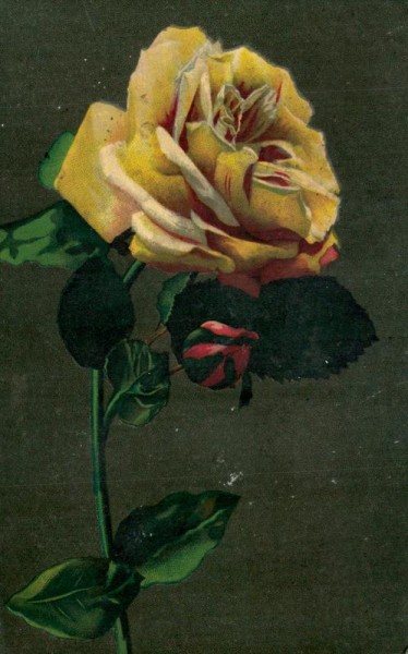 Alphalsa Vorderseite