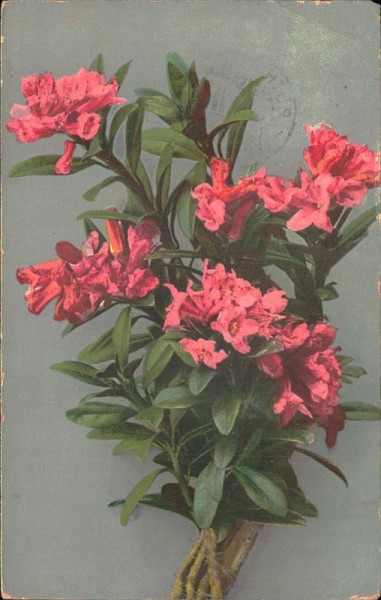 Rote Blumen Vorderseite