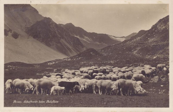 Arosa, Schafherde beim Aelpisee. 1927