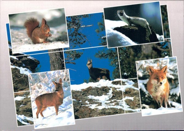 Tiere der Alpen Vorderseite