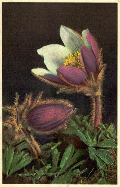 Spring Anemone Vorderseite