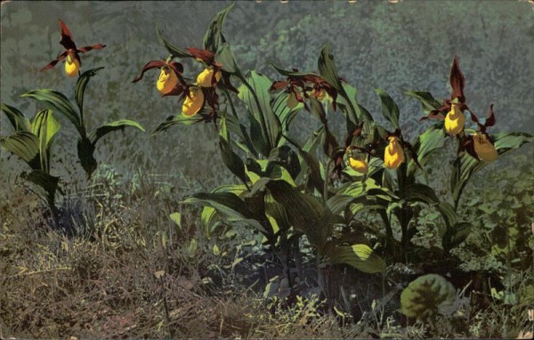 Cypripendium calceolus Vorderseite