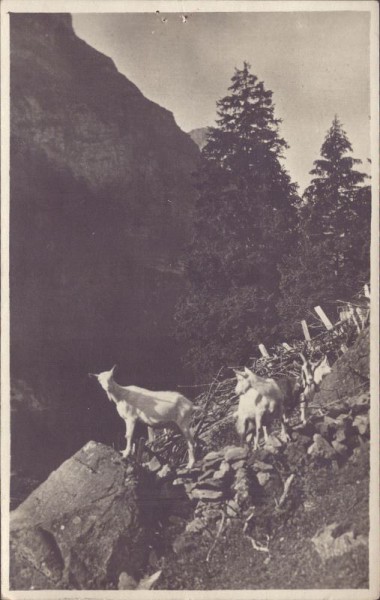 Bergziegen
