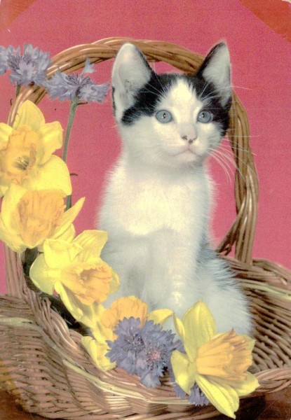 Katze in Blumenkorb Vorderseite