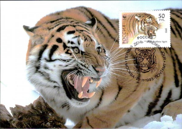 Sibirischer Tiger Vorderseite
