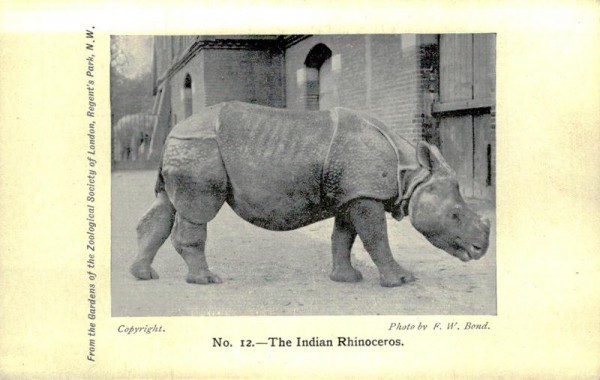 Garden of Zoological London, The Indian Rhinoceros Vorderseite