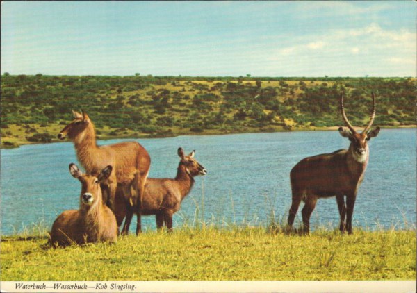Wasserbuck