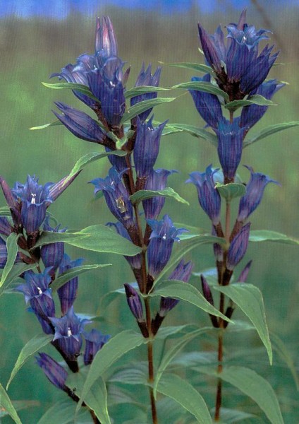 Schwalbenwurf-Enzian Vorderseite