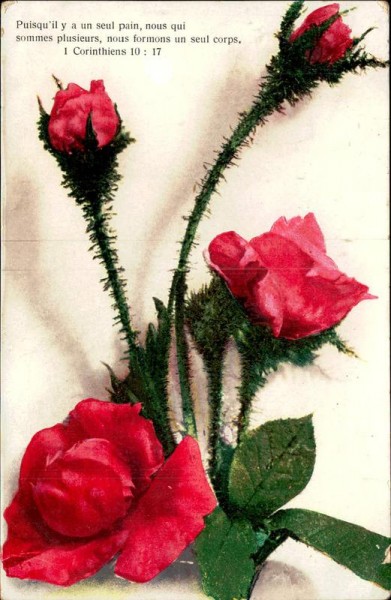Rosen Vorderseite