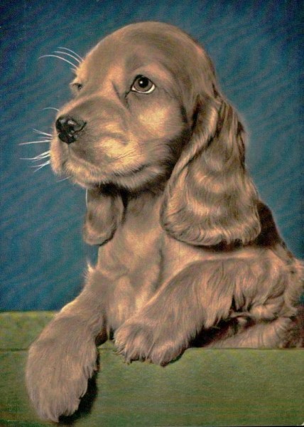 Cocker Spaniel Welpe Vorderseite