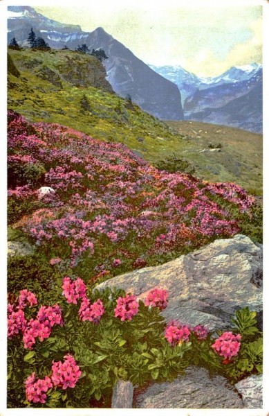 Rhododendron hirsutum (Rauhhaarige Alpenrose), Wengernalp Vorderseite