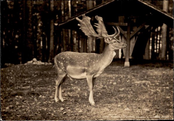 Dam-Hirsch, Wildpark Langenberg, Langnau a.A. Vorderseite