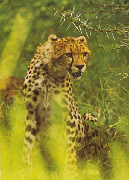 Gepard