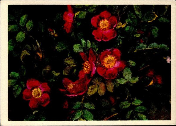 Alpen-Heckenrose Vorderseite