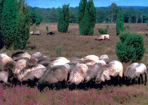 Heidschnucken Naturschutzgebiet Lüneburger Heide Vorderseite