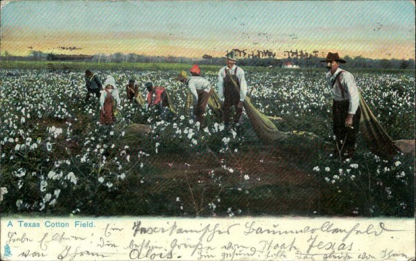 A Texas Cotton Field Vorderseite