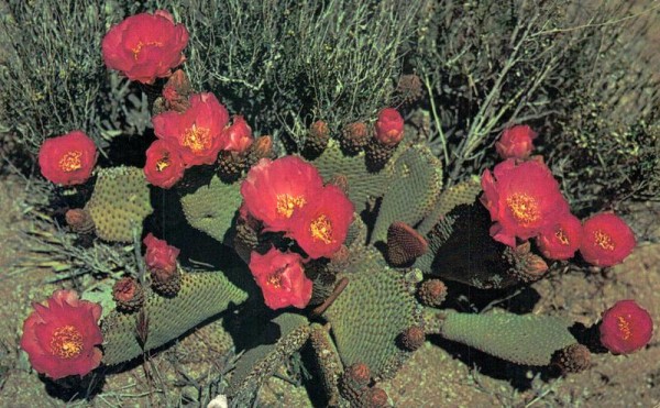 Beavertail Cactus Vorderseite