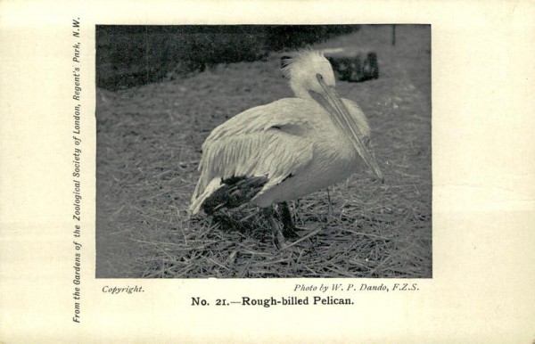 Rough billed Pelican Vorderseite