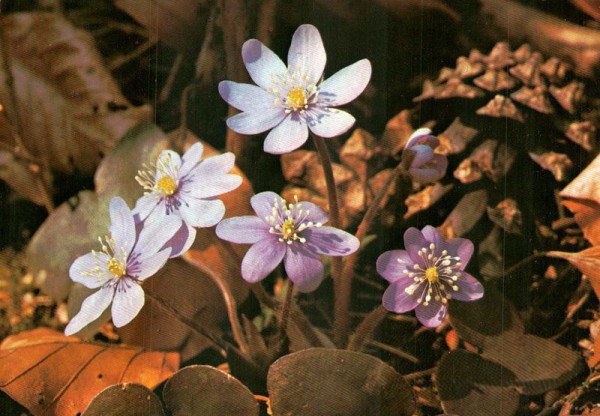 leberblümchen Vorderseite